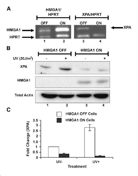 Figure From High Mobility Group A Proteins Inhibit Expression Of