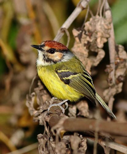 Rufous Crowned Tody Flycatcher Poecilotriccus Ruficeps Inaturalist