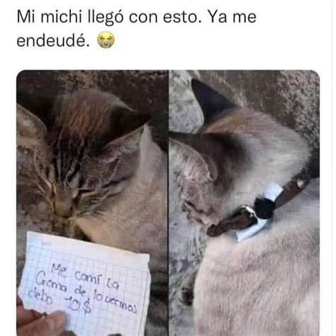 Gato En Adopción Muy Bueno Y Cariñoso Lo Estoy Dando Por Motivos De