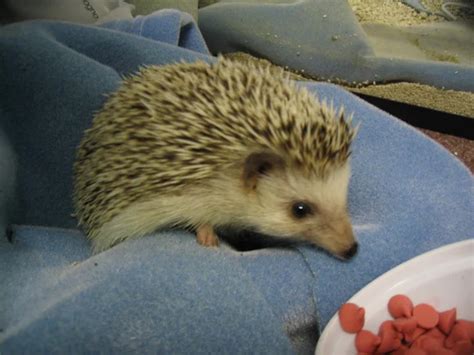 Amazing Hedgehog Hedgehogs Facts Photos Information Habitats News