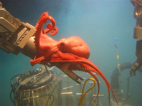 Noaa Ocean Explorer For Fun Octopus Friday Image Gallery