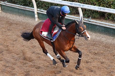 プログノーシス調整程度も仕上がり万全、中内田師「先週やって変わった雰囲気あった」／金鯱賞 競馬写真ニュース 日刊スポーツ