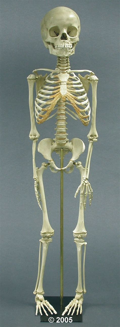 Skeleton of Five year old child. | Skull anatomy, Skull art, Child skeleton