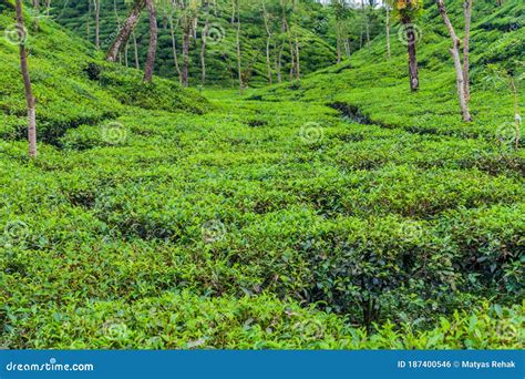 Tea Gardens Near Srimangal, Banglade Stock Photo - Image of bangladesh ...