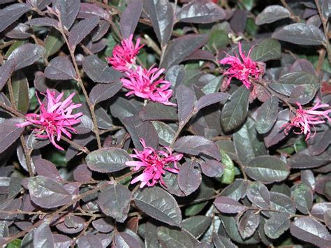 Loropetalum Burgundy Springvale Garden Centre