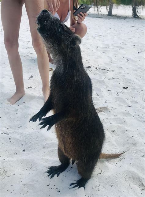 Amazing giant rodent called a Hutia, met this beauty in Cuba : r/Animals