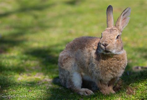 Fond Décran Portrait Mignonne Lapin Vert œil Herbe Animal