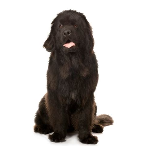 Premium Photo | Newfoundland dog