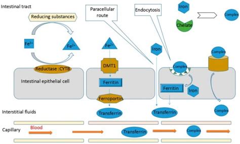 Iron Absorption Mechanism | Ecovatec