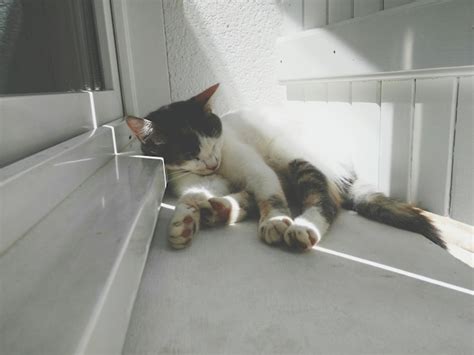 Premium Photo Cat Sleeping On Window Sill