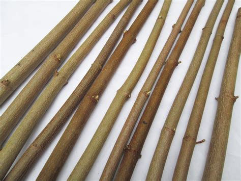 10 X 90cm Long Straight Natural Sycamore Wood Branches Sticks Bark Wood