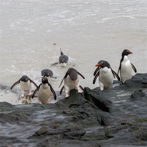 Rockhopper Penguins in the surf - Graham Boulnois