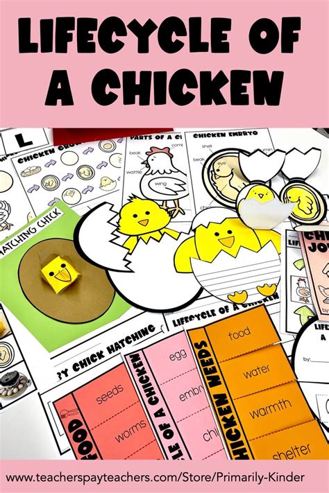 Lifecycle Of A Chicken Science Unit Chick Hatching Activities