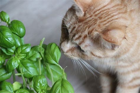 Plantas De Interior Aptas Para Gatos