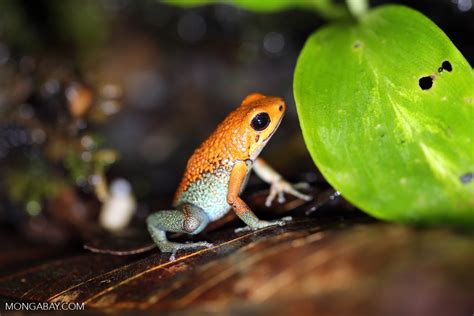 Granular Poison Dart Frog