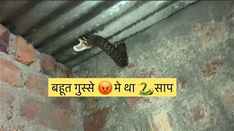 बहूत गुस्से 😡मे था धामन साप🐍 ॥very Aggressive Indian Rat Snake 🐍 Rescue