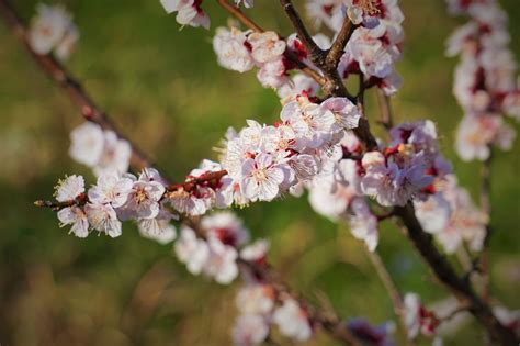 Flores Sakura Flor De Cerejeira Foto Gratuita No Pixabay Pixabay