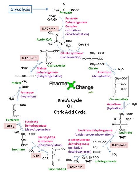 Phosphorylation Oxydative Animation