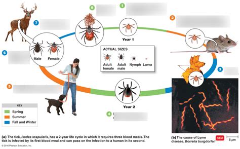 Tick Life Cycle Diagram Quizlet