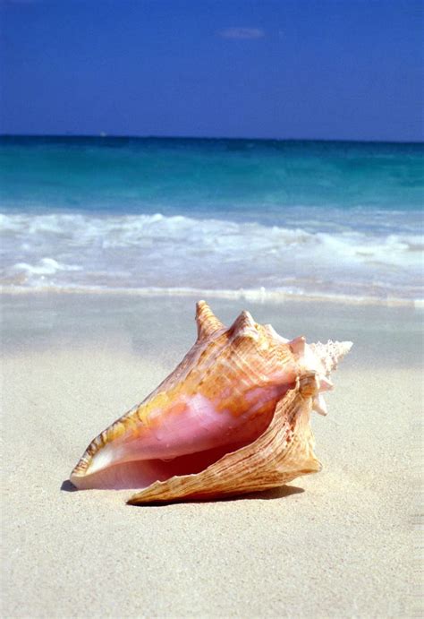 The Worlds Seven Best Natural Beauty Destinations Sea Shells Shell