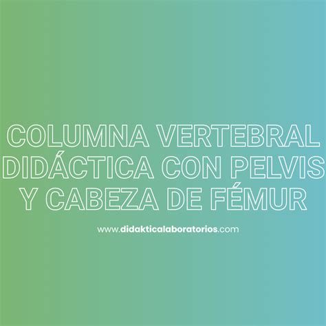 Columna Vertebral Did Ctica Con Pelvis Y Cabezas De F Mur Didaktica