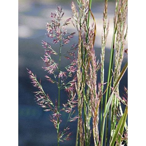 Calamagrostis X Acutiflora Overdam