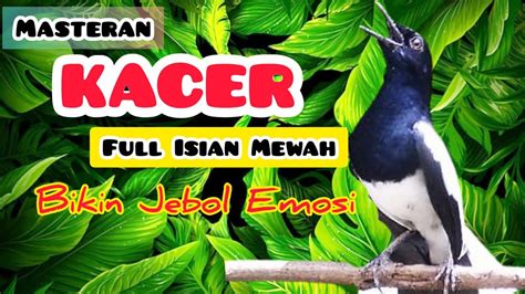 TEMBAKAN KACER FULL MATERI AMPUH NAIKIN EMOSI KACER MASTERAN KACER