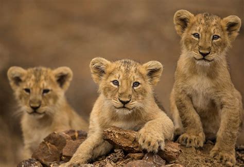 Things You Need To Know About Asiatic Lions Nature Infocus