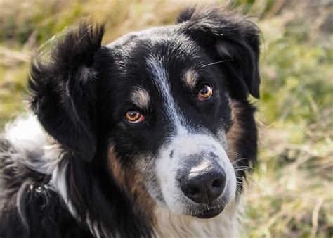 English Shepherd The Complete Dog Breed Guide All Things Dogs