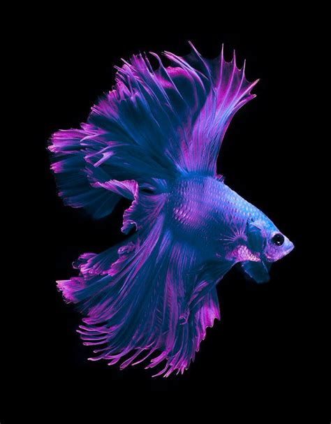 Stunning Colors Of The Betta Fish