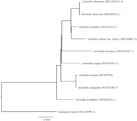 Phylogenetic Tree Of The Complete Chloroplast Genome Sequences From A