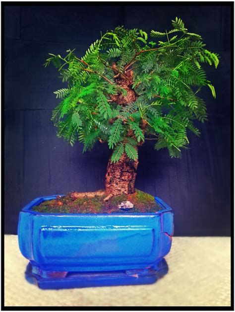 Leucaena Leucocephala Aka Mimosa Haole Koa Progression From Yamadori