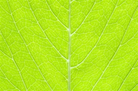 premium photo structure  leaf
