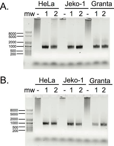 Adapting 3 Rapid Amplification Of CDNA Ends To Map Transcripts In