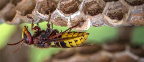 Professional Wasp Control Perth Licensed Pest Control