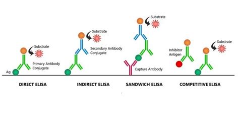 Four Most Common Elisa Types Principles Immunology Procedure