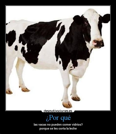 Imágenes Y Carteles De Vacas Desmotivaciones