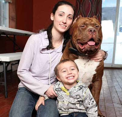 Hulk El Pitbull M S Grande Del Mundo Vegetarianos De Guatemala