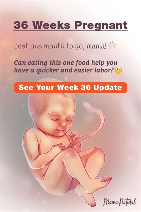 Human Fetus 36 Weeks