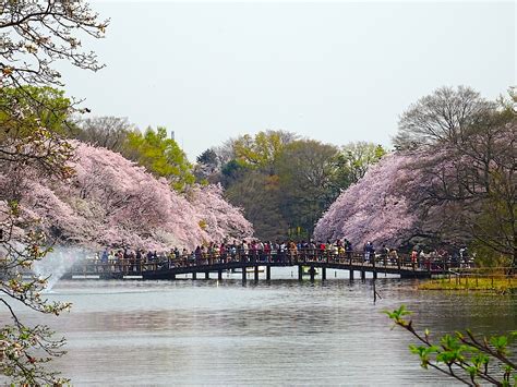 Inokashira Park, on one page charms and highlights quickly, Tokyo ...