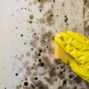 Mold Mitigation Getmoldmitigation