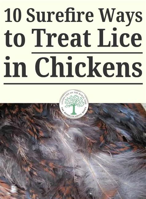 10 Surefire Ways To Treat Lice In Chickens