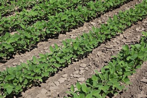 Agricultura Planta De Feij O De Soja No Campo Foto De Stock Imagem