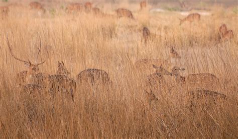 Kanha and Bandhavgarh Wildlife Photography Tour