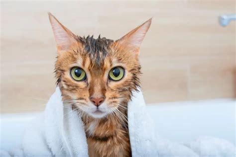 Do Cats Need Baths MetLife Pet Insurance