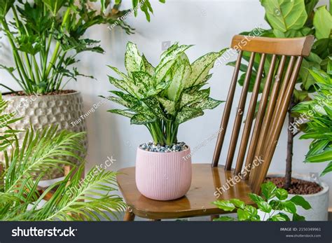 Aglaonema First Diamond Aglaonema Foliage Spring Stock Photo 2150349961 ...