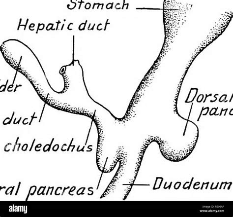 Ductus Choledochus Hi Res Stock Photography And Images Alamy