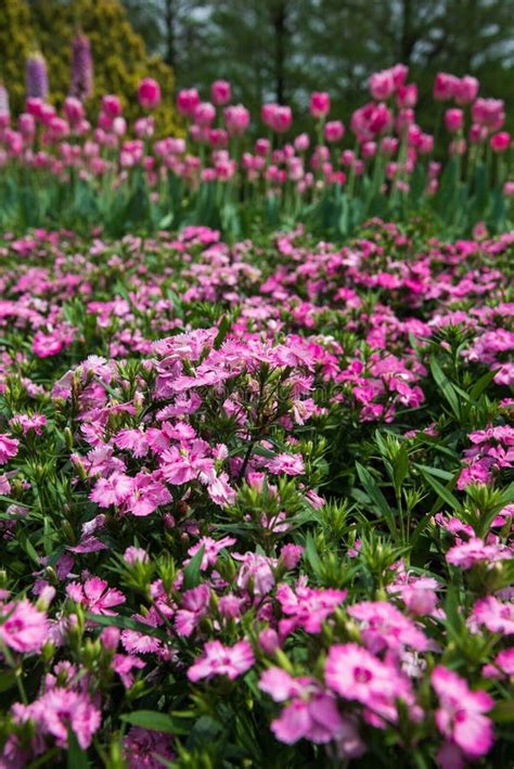 As Flores Cor De Rosa Comuns Pequenas Que Florescem Na Mola Jardinam