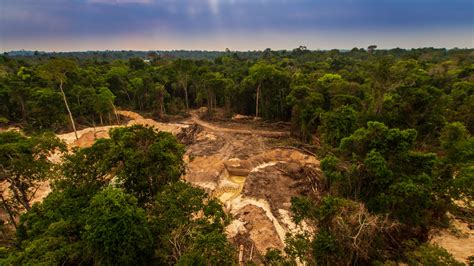 La Deforestaci N De La Amazon A Brasile A Alcanza Un R Cord En Septiembre