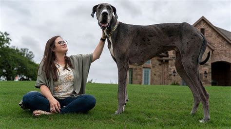 La Historia De Zeus El Ahora Proclamado Perro Más Grande Del Mundo